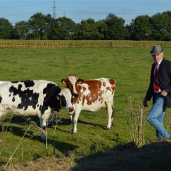 Daf toertocht over het Drentse platteland. Onderweg een kijkje nemen bij de koeien in de wei.