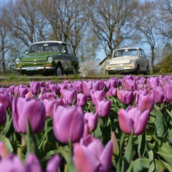 Daf rijden door Drenthe in het voorjaar. Genieten van de de bollenvelden vol met tulpen.