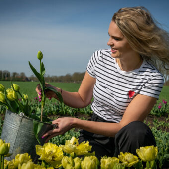 Fotoshoot tulpenpluktuin Drenthe