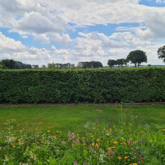 Plukbloemen op veld Het Drents kwartiertje - Het Drents Kwartiertje - Solex Huren / Rijden - Dafje Huren / Rijden - Groepsactiviteiten, workshops, teambuilding en trainingen Drenthe