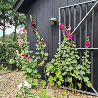 Pluktuin Drenthe groepsuitje bloemetjes buiten zetten - Het Drents Kwartiertje - Solex Huren / Rijden - Dafje Huren / Rijden - Groepsactiviteiten, workshops, teambuilding en trainingen Drenthe