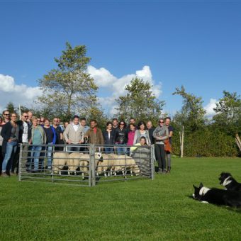 Leuk en leerzaam dagje uit in Drenthe; samen leren schapen drijven tijdens een originele workshop.