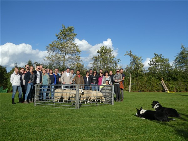 Schapen drijven in Drenthe bij Het Drents kwartiertje 22 - Het Drents Kwartiertje - Solex Huren / Rijden - Dafje Huren / Rijden - Groepsactiviteiten, workshops, teambuilding en trainingen Drenthe