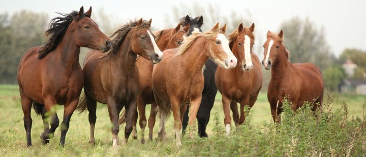 Systemisch werken met paarden - Het Drents Kwartiertje - Solex Huren / Rijden - Dafje Huren / Rijden - Groepsactiviteiten, workshops, teambuilding en trainingen Drenthe