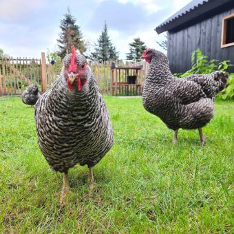 Verse eitjes van onze kippen Het Drents kwartiertje - Het Drents Kwartiertje - Solex Huren / Rijden - Dafje Huren / Rijden - Groepsactiviteiten, workshops, teambuilding en trainingen Drenthe