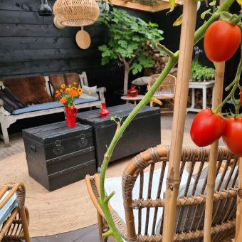 Verse tomaten voor de lunch tijdens bedrijfsuitje Drenthe - Het Drents Kwartiertje - Solex Huren / Rijden - Dafje Huren / Rijden - Groepsactiviteiten, workshops, teambuilding en trainingen Drenthe