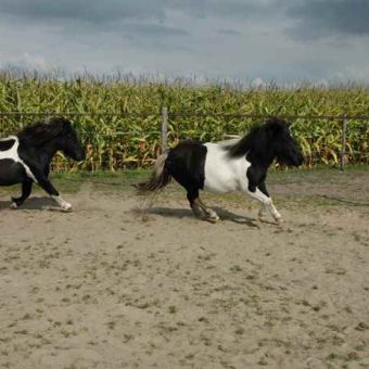 Teambuilding met paarden bij het Drents kwartiertje.