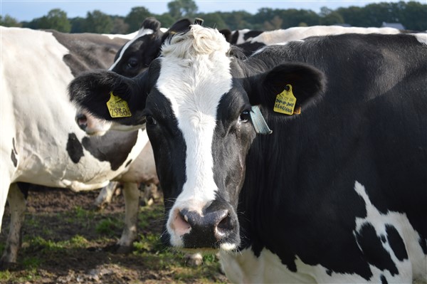 Rondleiding op de boerderij