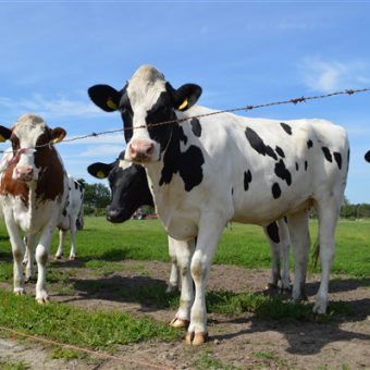 Tijdens deze leerzame en leuke rondleiding over de boerderij krijgen jullie een kijkje achter de schermen van een melkveebedrijf.