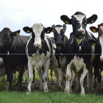 Dagje uit in Drenthe? Neem een kijkje op een werkende boerderij tijdens een leuke en leerzame rondleiding.