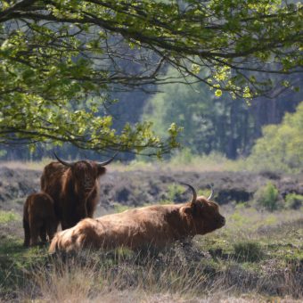 In Drenthe leven tal van Schotse hooglanders op de heidevelden. Komen jullie ze tegen tijdens jullie groepsuitje op de fiets of de solex?