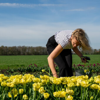 pluktuin 7 - Het Drents Kwartiertje - Solex Huren / Rijden - Dafje Huren / Rijden - Groepsactiviteiten, workshops, teambuilding en trainingen Drenthe