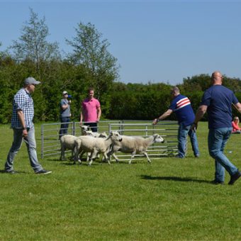 schapen drijven workshop 16 - Het Drents Kwartiertje - Solex Huren / Rijden - Dafje Huren / Rijden - Groepsactiviteiten, workshops, teambuilding en trainingen Drenthe