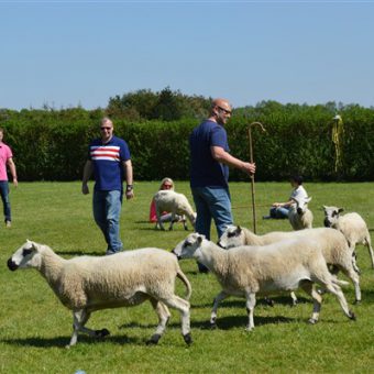 Teambuilding met schapen drijven. Communicatie en samenwerking staan centraal.