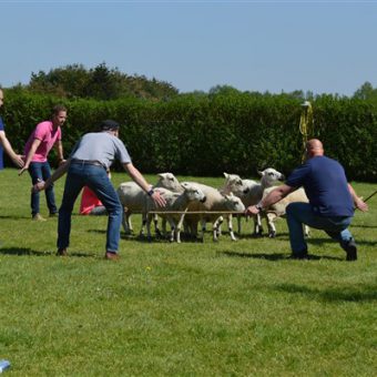 Schapen drijven workshop; leuke en leerzame invulling voor teamuitje of personeelsdag in Drenthe.