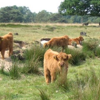 Op de tandem door Drenthe, door oude dorpjes en over uitgestrekte heidevelden.