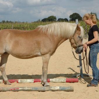 Teambuilding met behulp van paarden bij het Drents kwartiertje.