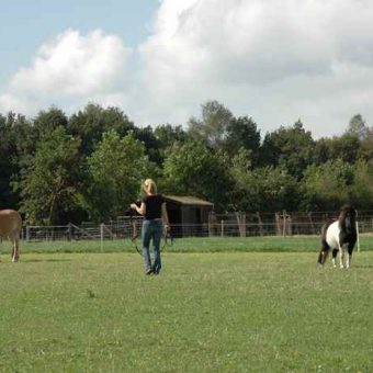 Teambuilden met paarden. Samen met de paarden aan de slag tijdens deze teambuilding.