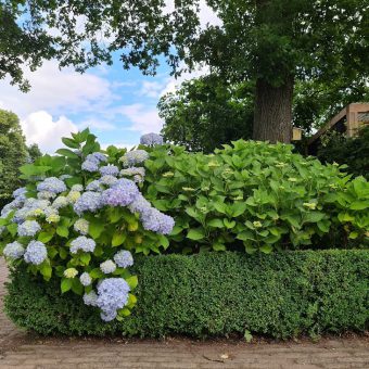 terras Het Drents kwartiertje. Grote groene plantenbak - Het Drents Kwartiertje - Solex Huren / Rijden - Dafje Huren / Rijden - Groepsactiviteiten, workshops, teambuilding en trainingen Drenthe