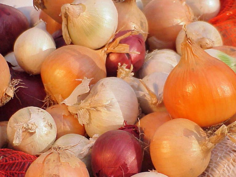 Familiedag, teamuitje of vrijzellendag organiseren? Neem vast een kijkje bij deze 10 tips.